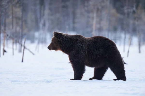 Brown Bear Стоїть Снігу Навесні Прокидається — стокове фото