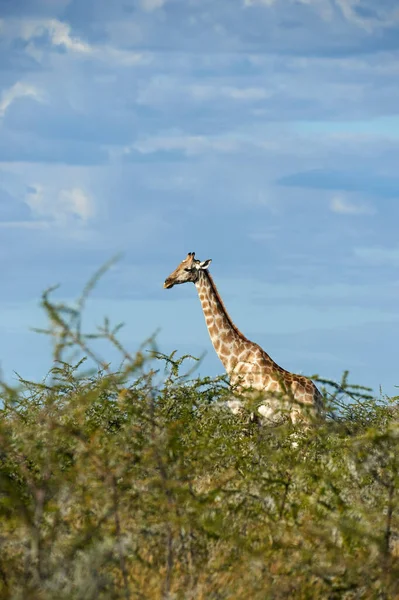 Gyönyörű Zsiráf Giraffa Camelopardalis Séta Magányos Namíbiai Bokor — Stock Fotó