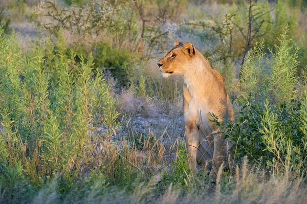 Hermosa Leona Panthera Leo Mira Alrededor Sentado Hierba Alta Sabana — Foto de Stock