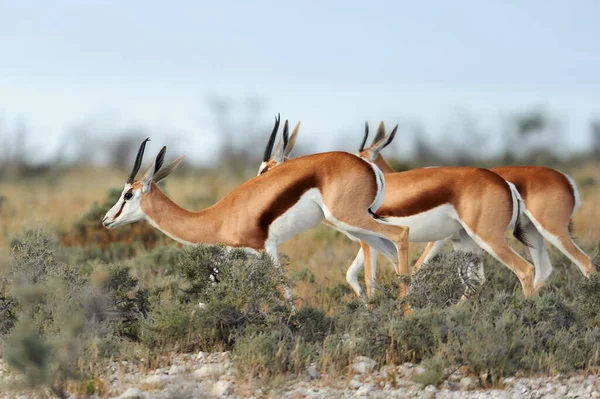 在纳米比亚 有三个跳板 Antidorcas Marsupialis 一种在草原上自由奔跑的非洲羚羊 — 图库照片