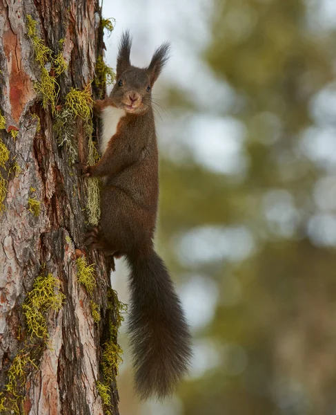 Niedliches Europäisches Eichhörnchen Sciurus Vulgaris Klettert Auf Einen Baumstamm Und — Stockfoto