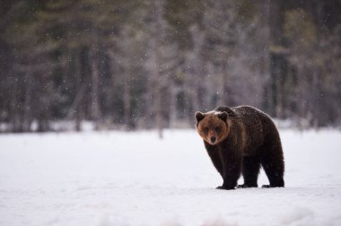 beautiful brown bear walking in the snow in Finland while descending a heavy snowfall clipart