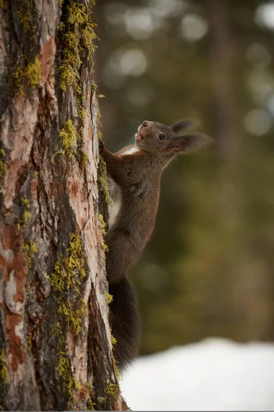 可爱的欧洲松鼠 Sciurus Vulgaris 在冬季爬上树干 — 图库照片