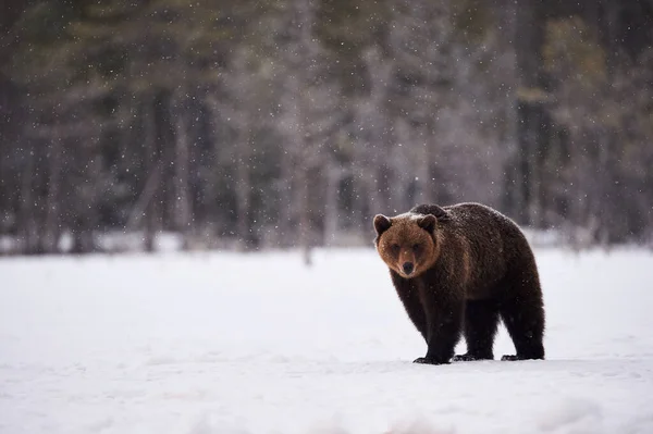 Hermoso Oso Pardo Caminando Nieve Finlandia Mientras Desciende Una Fuerte — Foto de Stock