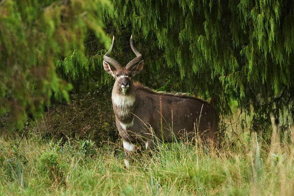 尼亚拉山 Tragelaphus Buxtoni 美丽的濒危羚羊 生活在埃塞俄比亚中部的一个小地区 — 图库照片