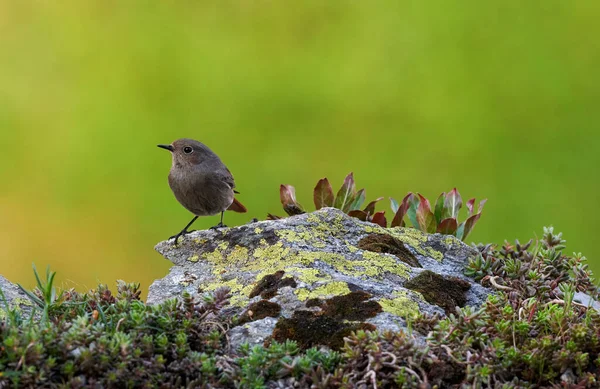 Hausrotschwanz Phoenicurus Ochruros Ist Ein Kleiner Und Schöner Vogel Aus — Stockfoto