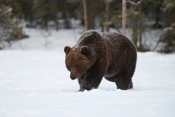 Bruine Beer Wandelen Sneeuw Late Winter — Stockfoto