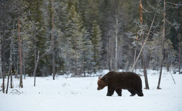 Velký Hnědý Medvěd Ursus Arctos Vyfocený Konci Zimy Při Chůzi — Stock fotografie