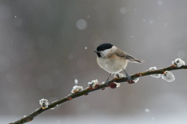 Beautiful Marsh tit (Poecile palustris) in winter, in  during a snowfal.
