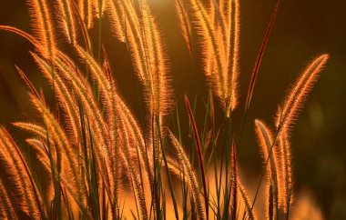 Doğa günbatımı üzerinde güneş ışığı, kır çiçeği.