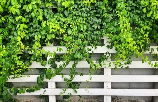 Los Árboles Trepan Sobre Cerca Blanca — Foto de Stock