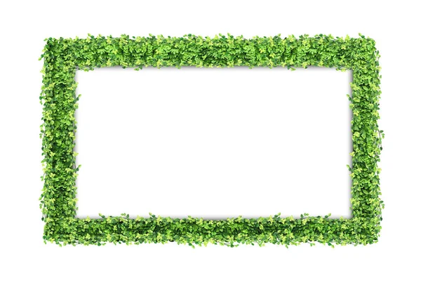 多くの緑のフィカス ハイマツ葉と白い背景に分離された空白のフォト フレーム — ストック写真