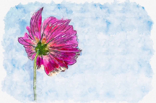 Watercolor painting illustration of Pink cosmos flower in blue sky background.