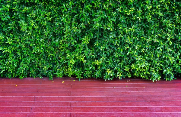 Hojas Verdes Fondo Ficus Annulata Hoja Árbol Banyan Decoración Tablones — Foto de Stock