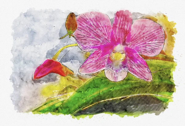 ピンクの蘭の花の水彩イラストのスタイル — ストック写真