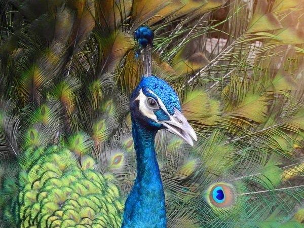 Beautiful Spread Thai Peacock — Stock Photo, Image