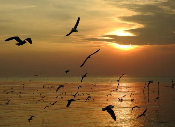 Silhouette seagull bird  flying at sunset in Thailand.