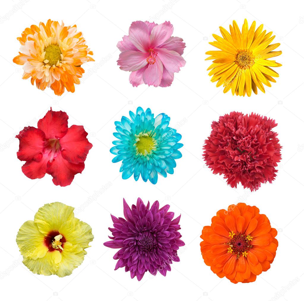 Big Selection of Various Flowers Isolated on White Background. Red, Pink, Yellow, blue Colors including rose, dahlia, marigold, zinnia, straw flower, daisy, primrose and other wildflowers