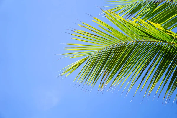 Palmy Nebo Kokosové Stromy Listy Proti Modré Obloze — Stock fotografie
