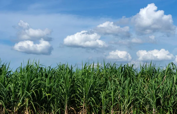 Sugar Cane Field Blue Sky Cloud Thailand — Stock Photo, Image