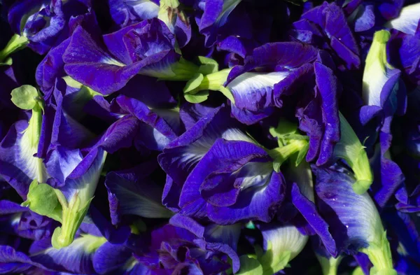 Clitoria Ternatea Vagy Friss Pillangó Borsó Virágot Háttér — Stock Fotó