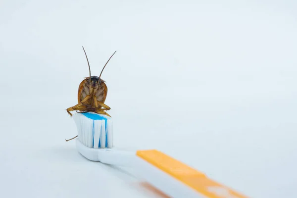 Азиатские тараканы на зубной щетке . — стоковое фото