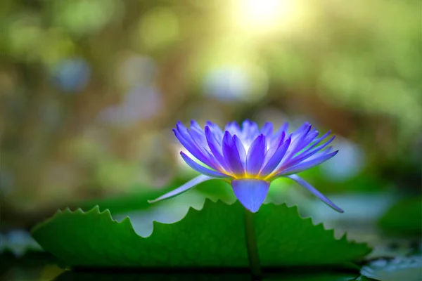 Violet thai water lily or lotus flower — Stock Photo, Image