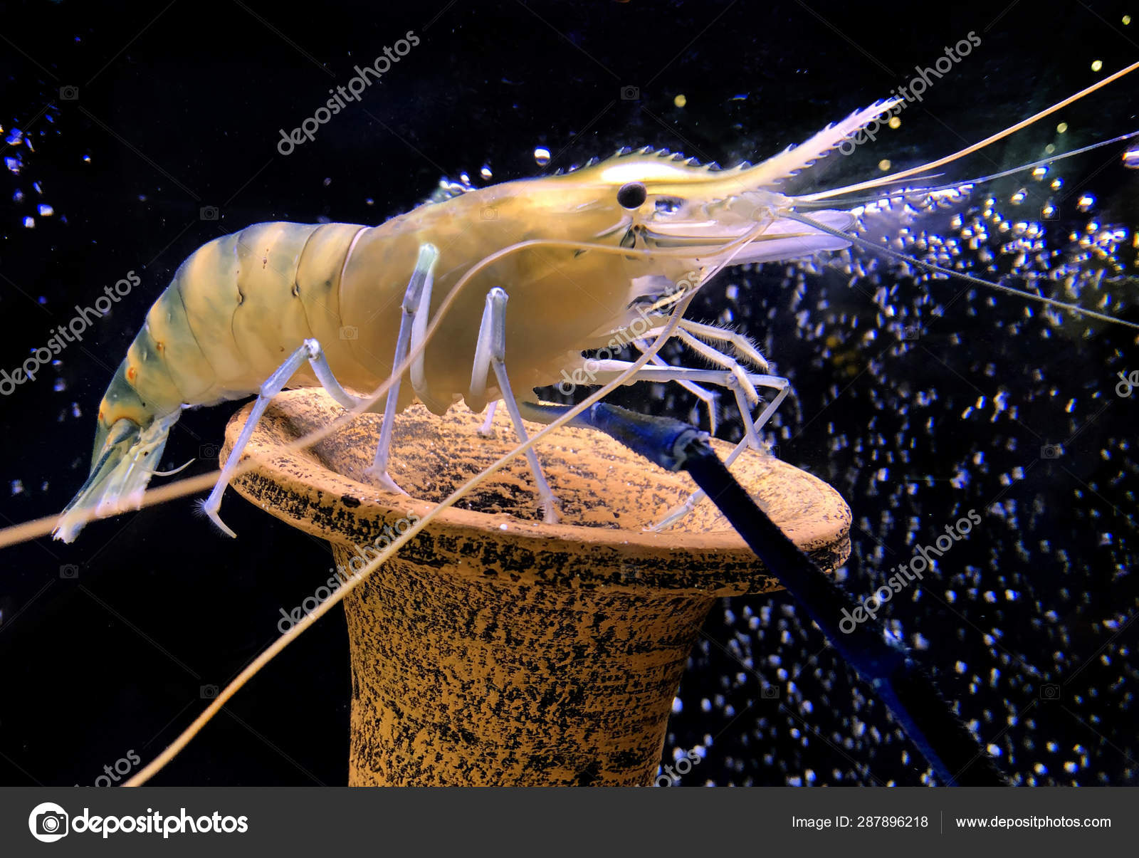Giant freshwater prawn or giant river shrimp in tank. Stock Photo by  ©pkproject 287896218
