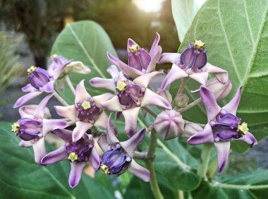 Ağaç üzerinde taç çiçek calotrolanet gigantea Blooming