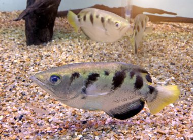 Archer fish or Blowpipe fish (Toxotidae) in aquarium. clipart