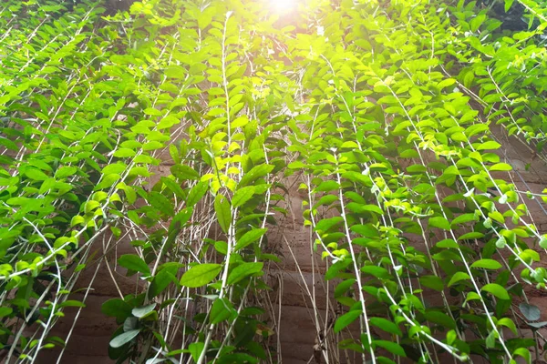 El fondo verde deja colgando de la pared del cemento — Foto de Stock