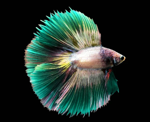 Green Siamese fighting fish on blue background. — Stock Photo, Image