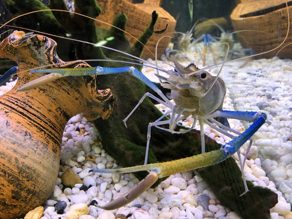 タンク内の巨大な淡水エビまたは巨大な川エビ. — ストック写真