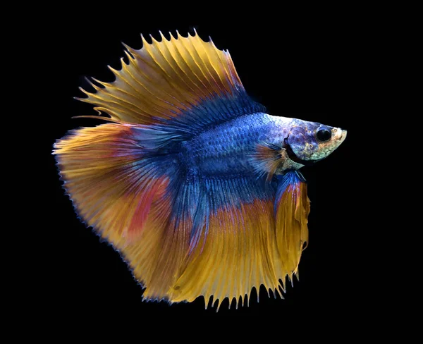 Modrá a žlutá siamská bojující ryba na modrém pozadí. — Stock fotografie