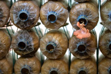 Çiftlikte mantar spor çanta