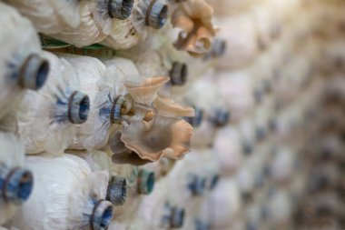 Çiftlikte mantar spor çanta