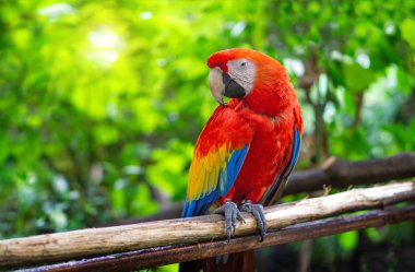 Kırmızı Macaw Papağan dalları üzerinde yapışmasını mı
