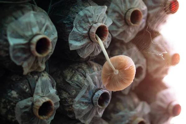 Paddenstoel Spore zakjes op de boerderij — Stockfoto