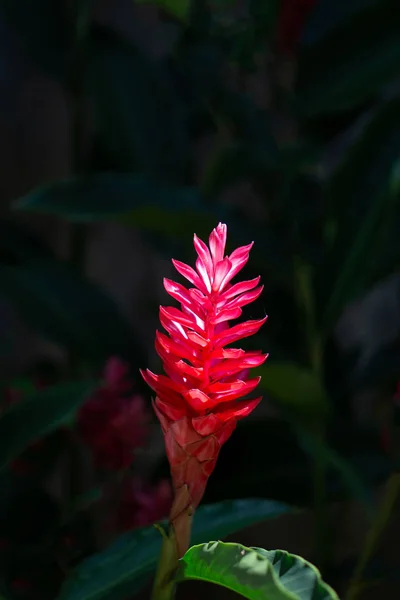 Primer plano de la antorcha de jengibre flor roja —  Fotos de Stock