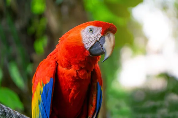 Red Macaw Parrot Is sticking on branches — Stock Photo, Image