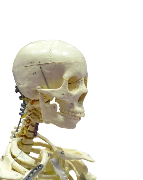 Nahaufnahme des menschlichen Skeletts auf weißem Hintergrund. — Stockfoto