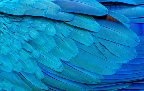 Close up of Blue macaw birds feathers background and.