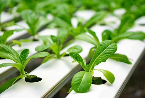 Hydroponics veya Hydroculture t bitkilerin büyüyen yöntemidir — Stok fotoğraf