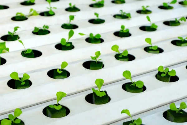 Hydroponics veya Hydroculture t bitkilerin büyüyen yöntemidir — Stok fotoğraf