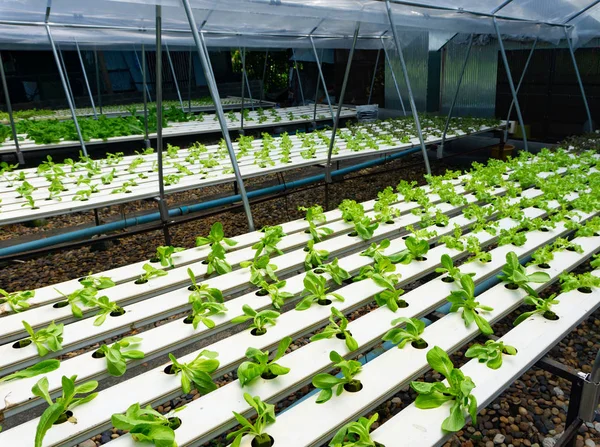 Hydroponics veya Hydroculture t bitkilerin büyüyen yöntemidir — Stok fotoğraf