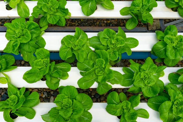 Hydroponics veya Hydroculture t bitkilerin büyüyen yöntemidir — Stok fotoğraf