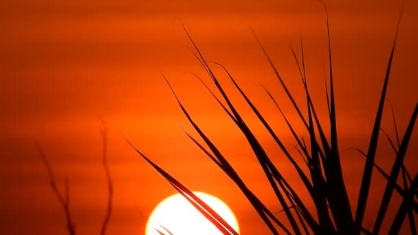 Stock Vídeosilueta Tailandés Árbol Hoja Movimientos Viento Atardecer Vídeo — Vídeo de stock