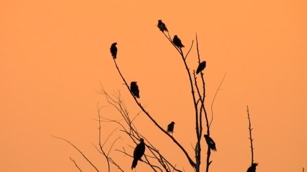 落日时分野生在大自然树枝上的轮廓鸟 视频Hd — 图库视频影像