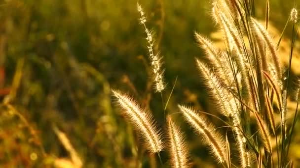 Thai Herbe Fleur Mouvements Dans Vent Heure Coucher Soleil Vidéo — Video