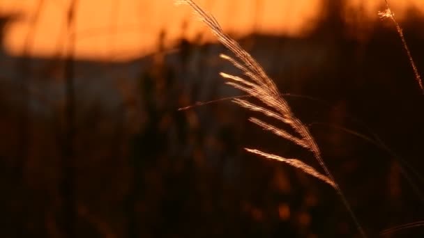 Uma Flor Pôr Sol Fundo Câmera Lenta Alta Qualidade Vídeo — Vídeo de Stock